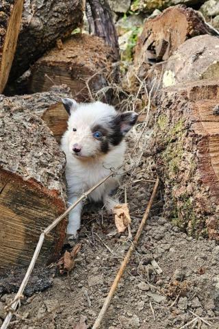 Sheltie-mädchen