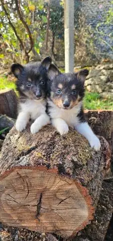 Sheltie-welpen, mädchen und ein junge - 1