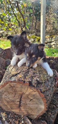 Sheltie-welpen, mädchen und ein junge