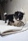 Sheltie-welpen, mädchen und ein junge