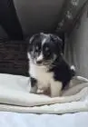 Sheltie-welpen, mädchen und ein junge