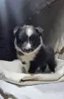 Sheltie-jungs