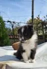 Sheltie-jungs