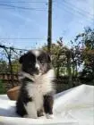 Sheltie-jungs
