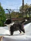 Sheltie-jungs