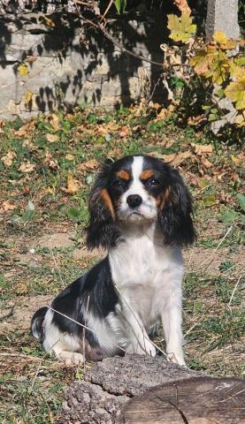 Weiblicher cavalier king charles spaniel