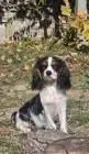 Weiblicher cavalier king charles spaniel