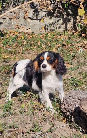 Weiblicher cavalier king charles spaniel