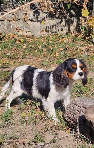 Weiblicher cavalier king charles spaniel