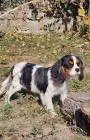 Weiblicher cavalier king charles spaniel
