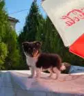 Sheltie-welpen, mädchen und ein junge