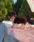 Sheltie-welpen, mädchen und ein junge