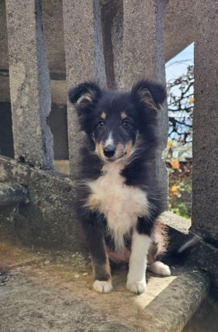 Dreifarbiges sheltie-mädchen