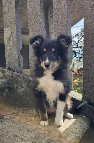 Dreifarbiges sheltie-mädchen - 1
