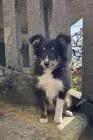 Dreifarbiges sheltie-mädchen