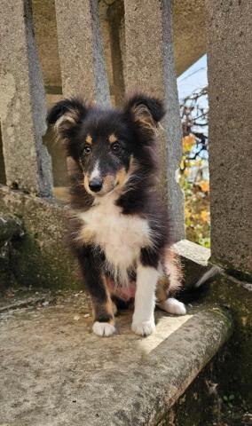 Dreifarbiges sheltie-mädchen