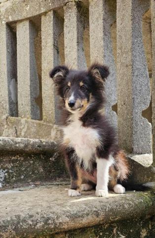 Dreifarbiges sheltie-mädchen