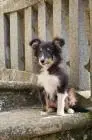 Dreifarbiges sheltie-mädchen