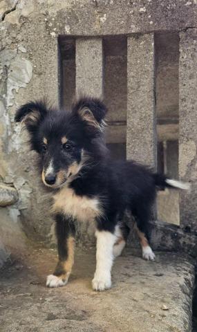 Dreifarbiges sheltie-mädchen