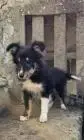 Dreifarbiges sheltie-mädchen