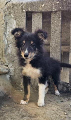 Dreifarbiges sheltie-mädchen