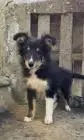 Dreifarbiges sheltie-mädchen