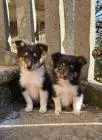 Sheltie-welpen, mädchen
