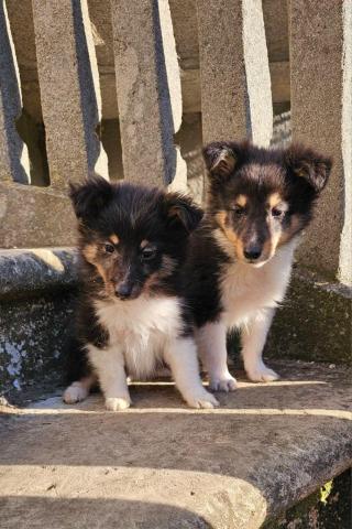 Sheltie-welpen, mädchen
