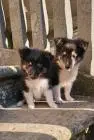Sheltie-welpen, mädchen