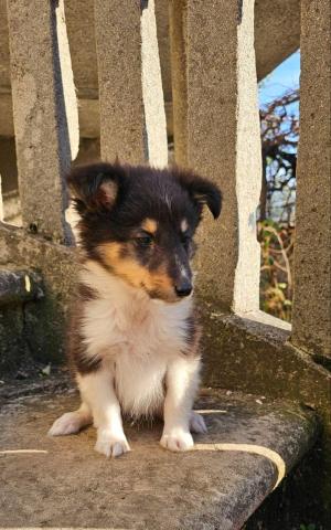 Sheltie-welpen, mädchen