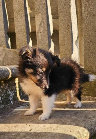Sheltie-welpen, mädchen