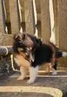 Sheltie-welpen, mädchen