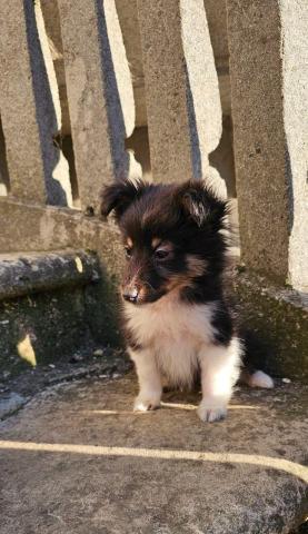 Sheltie-welpen, mädchen