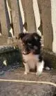 Sheltie-welpen, mädchen