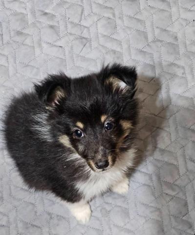 Sheltie-welpen, weiblich