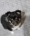 Sheltie-welpen, weiblich