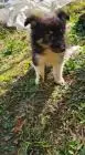 Sheltie-welpen, weiblich