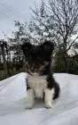 Sheltie-welpen, weiblich