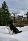 Sheltie-welpen, weiblich