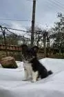 Sheltie-welpen, weiblich