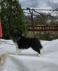 Sheltie-welpen, weiblich