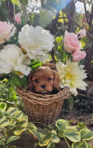 Cavalier king charles spaniel welpen - 1