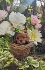 Cavalier king charles spaniel welpen