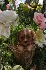 Cavalier king charles spaniel welpen