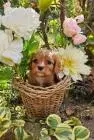 Cavalier king charles spaniel welpen