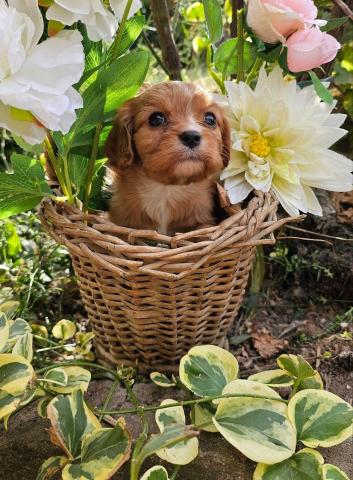 Cavalier king charles spaniel mädchen