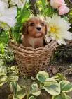 Cavalier king charles spaniel welpen