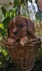 Cavalier king charles spaniel welpen