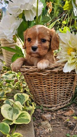 Cavalier king charles spaniel mädchen