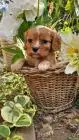 Cavalier king charles spaniel mädchen